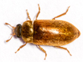Byturus ochraceus